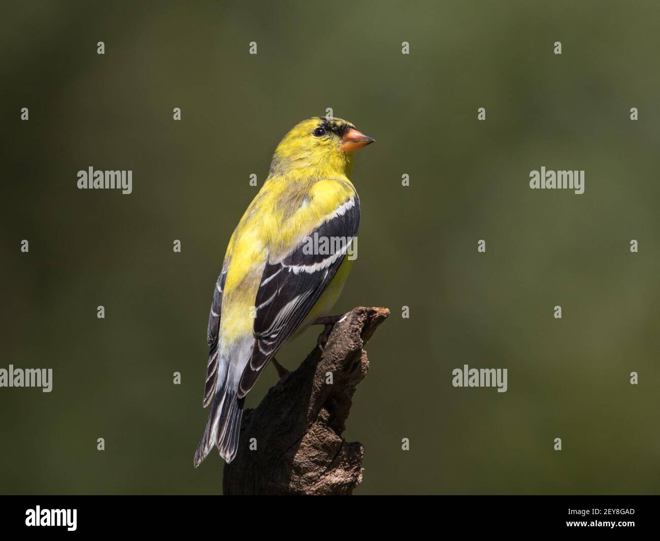 Porträt eines männlichen amerikanischen Goldfinkens, Spinus tristis. Stockfoto