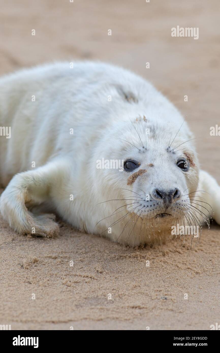 Graues Siegelpfe. Halichoerus grypus. Über zwei Wochen alt. Von der Mutter für sich selbst überlassen. Wird in das Meer gehen und muss für sich selbst Nahrung fischen, um zu leben Stockfoto