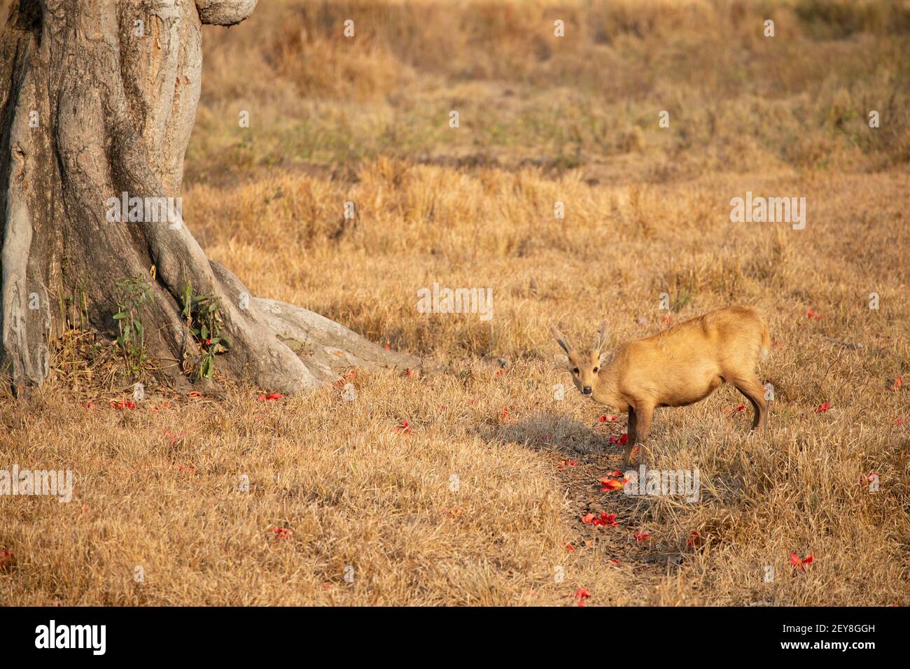 Schwein-Hirsch (Axis Porcinus) Stockfoto