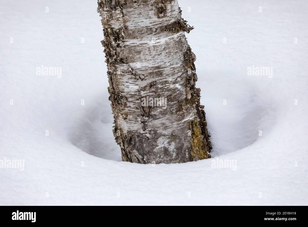 Baum gut um die Basis der Papierbirke, Betula papyrifera, während eines verschneiten Winters in Zentral-Michigan, USA Stockfoto