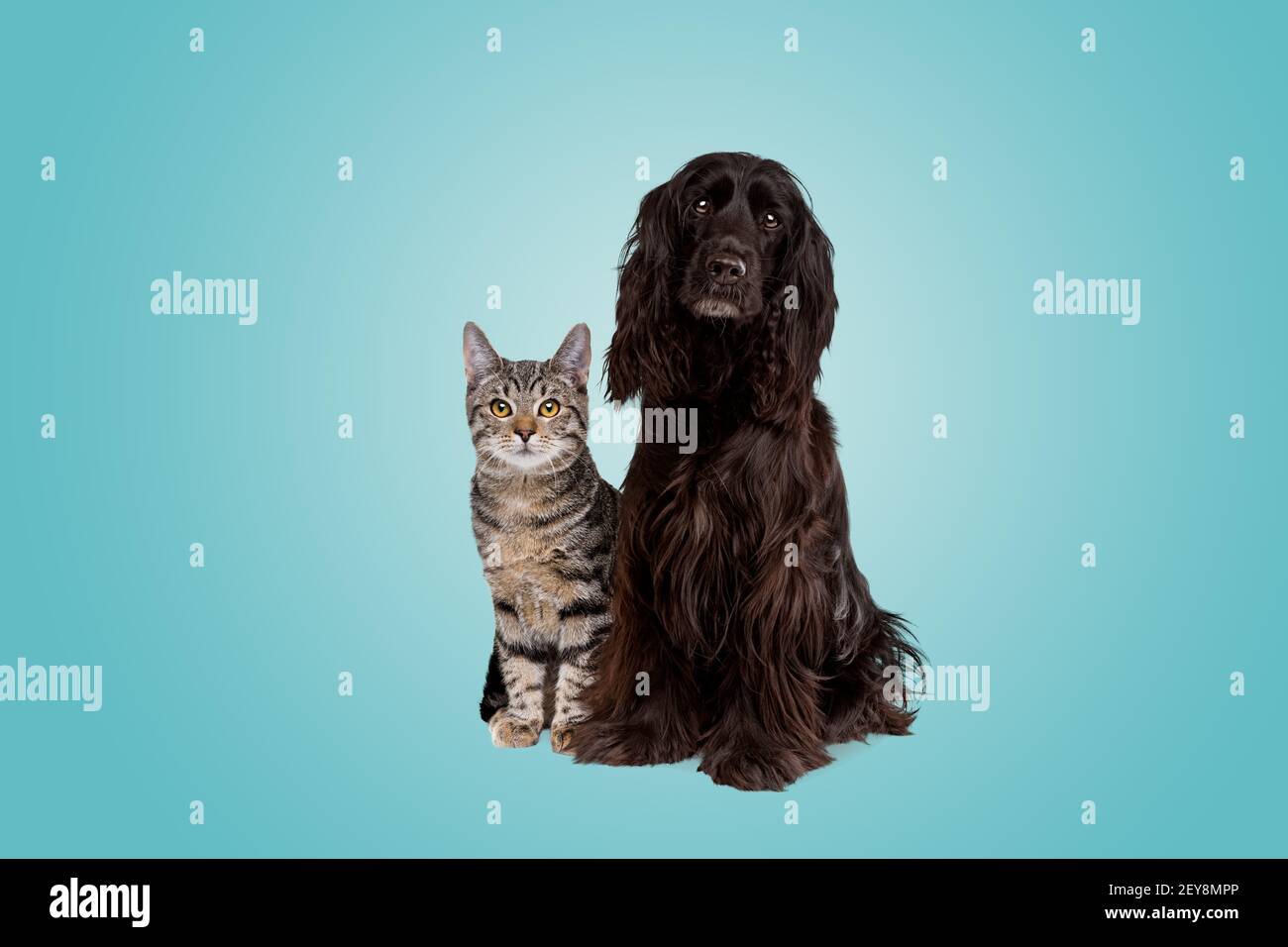 Europäische kurzhaarige Katze und ein schwarzer Cocker Spaniel Hund Vor einem Hintergrund mit türkisfarbenem Farbverlauf Stockfoto