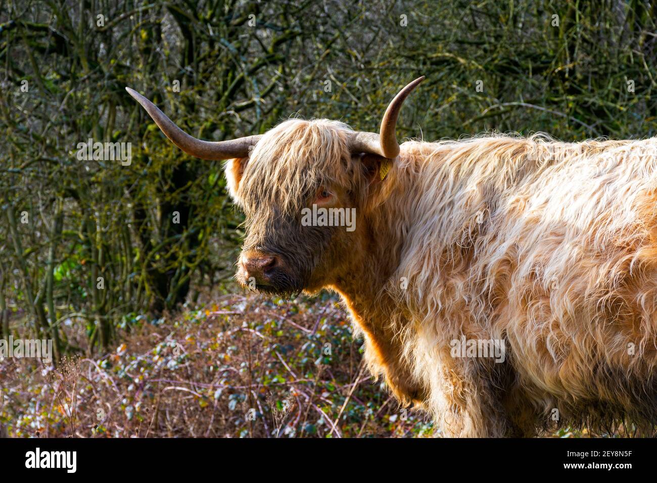 Highland Cow (Bos Taurus) im Daisy NOOK Country Park, Oldham District, Greater Manchester, Großbritannien Stockfoto