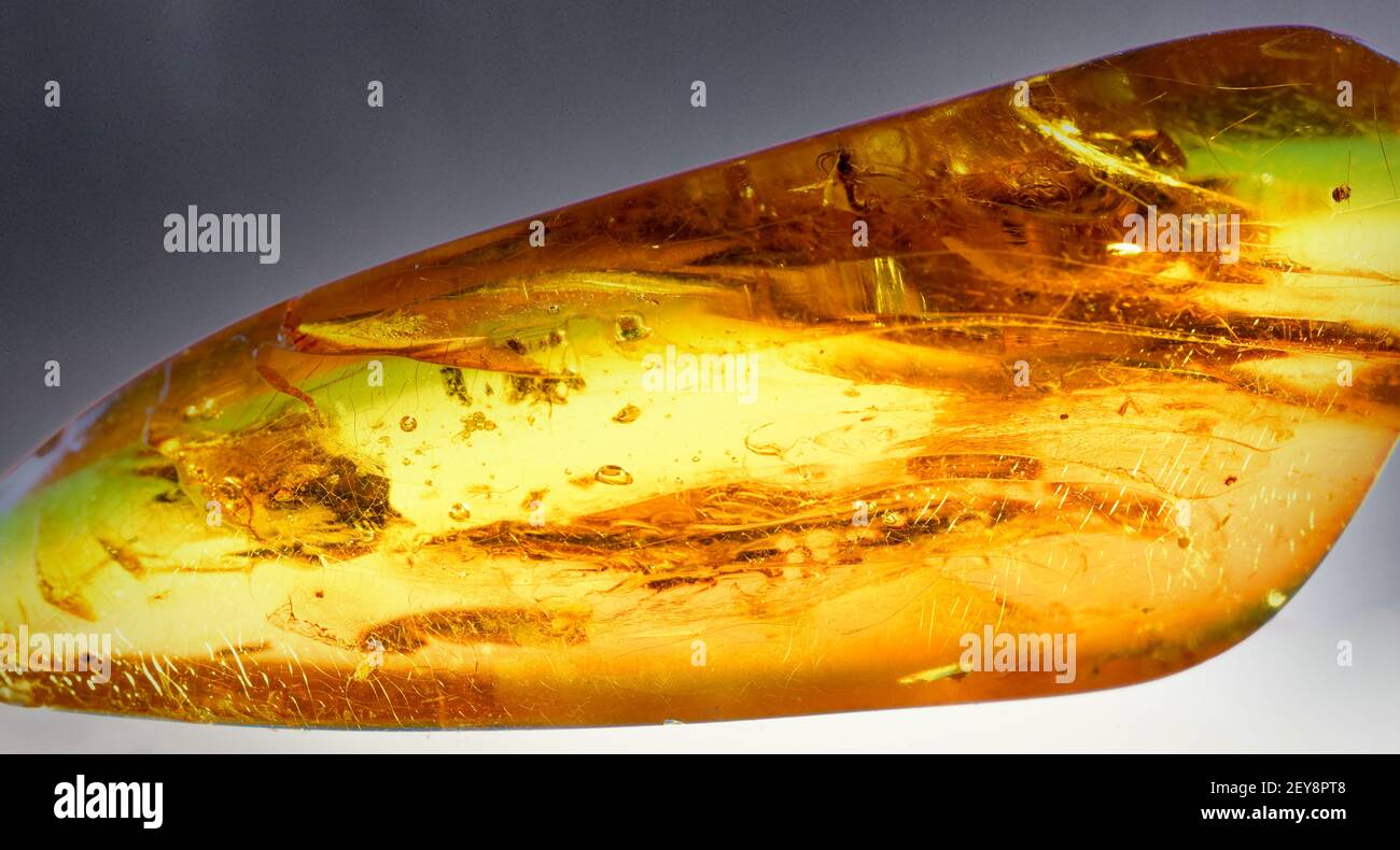 Eine Nahaufnahme von gefangenen Insekten in einem Bernstein Stockfoto
