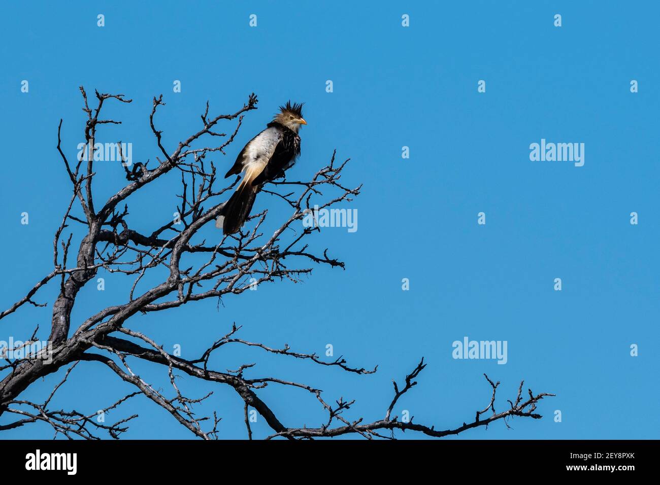 Guira Kuckuck (Guira guira), Pantanal, Mato Grosso do Sul, Brasilien. Stockfoto