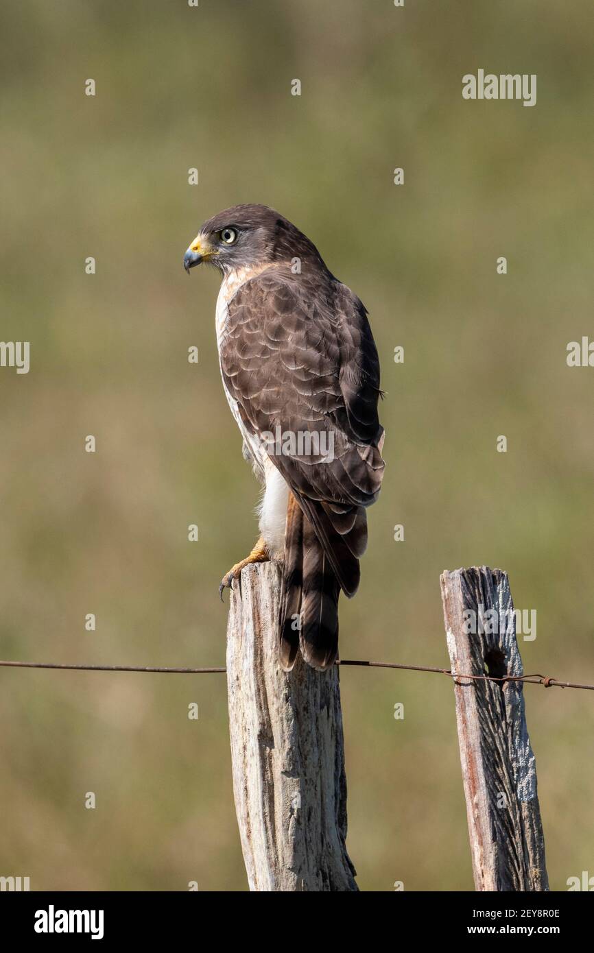 Straßenfalke (Rupornis magnirostris), Pantanal, Mato Grosso do Sul, Brasilien. Stockfoto