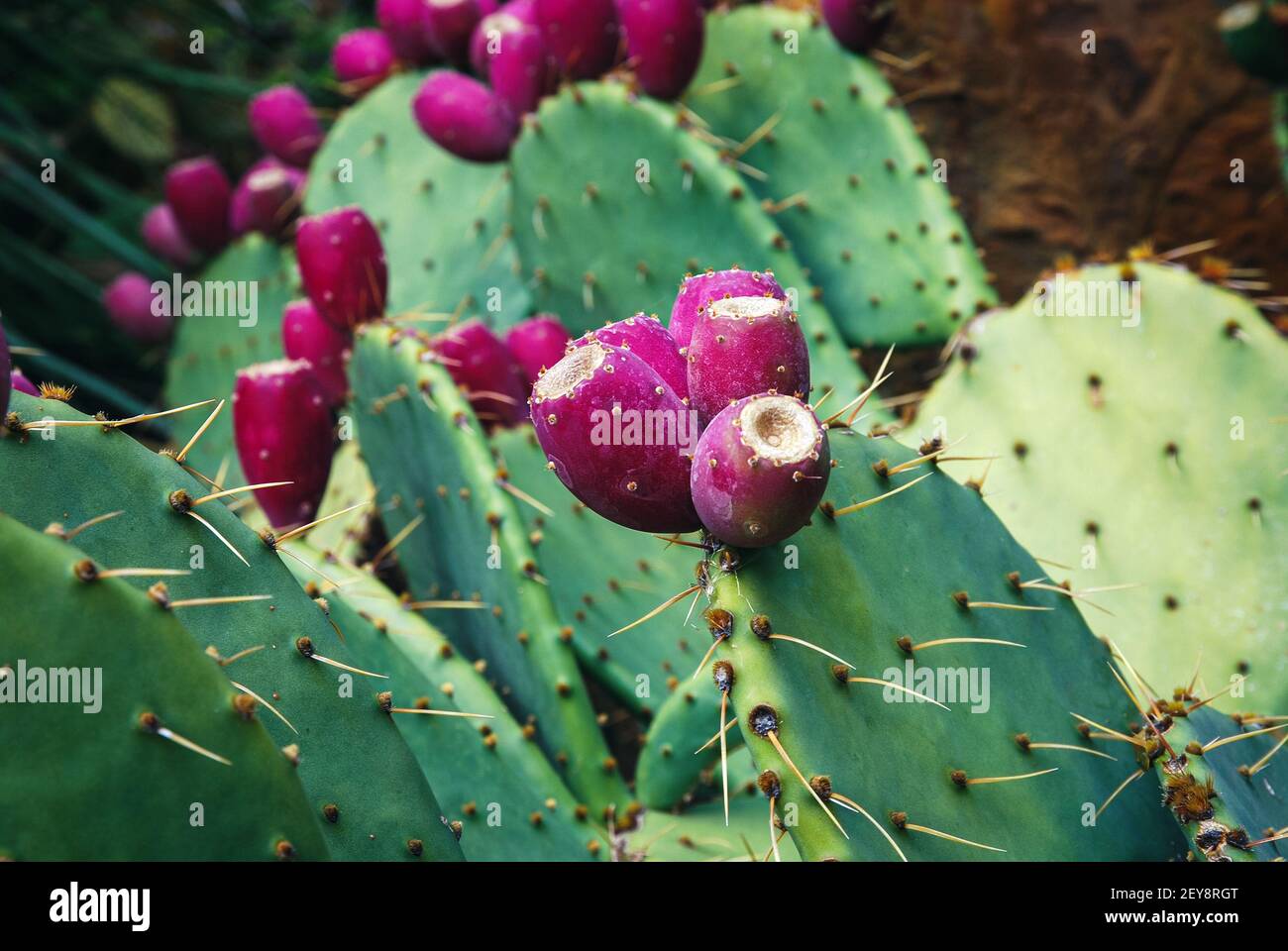 Cowtongue Kaktus (Opuntia engelmannii) wächst im botanischen Garten Stockfoto