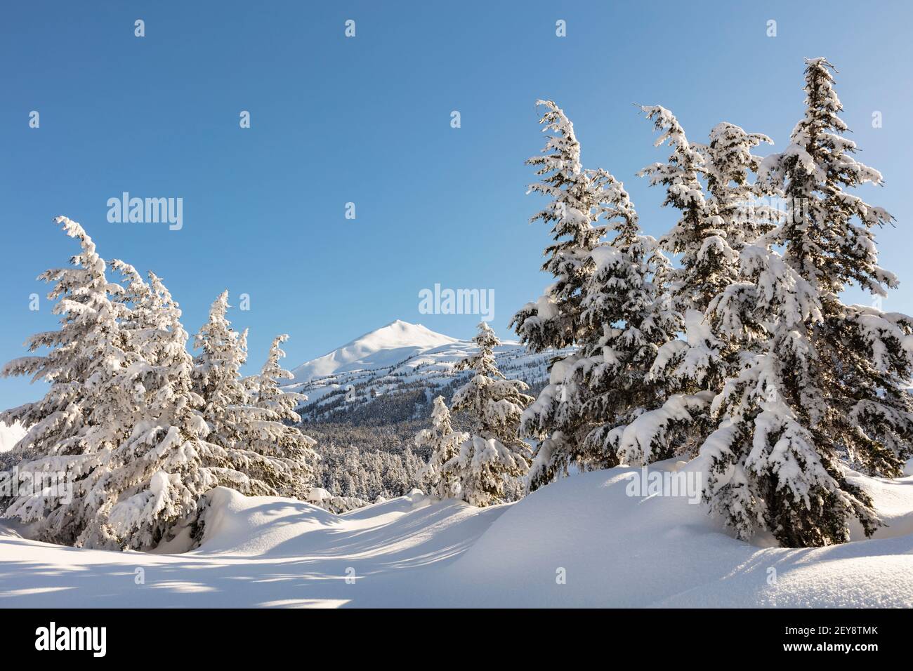 Tiefschnee im Spätwinter bedeckt den Alpin am Turnagain Pass in Südzentralalaska. Stockfoto