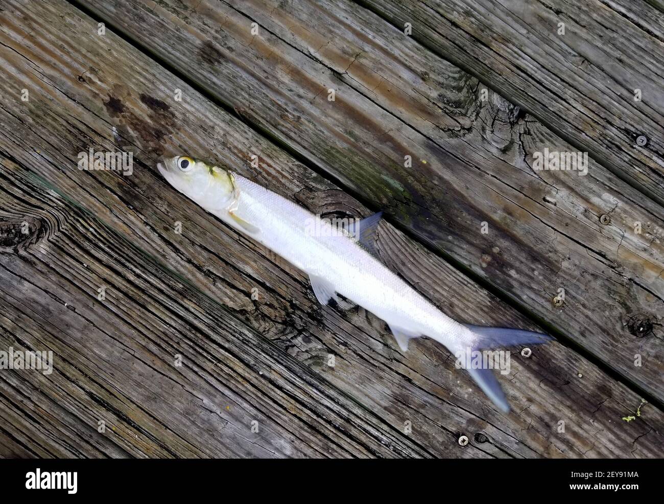 Eine silberne Farbe von Lady Fish auf der Oberseite Die Holzterrasse Stockfoto