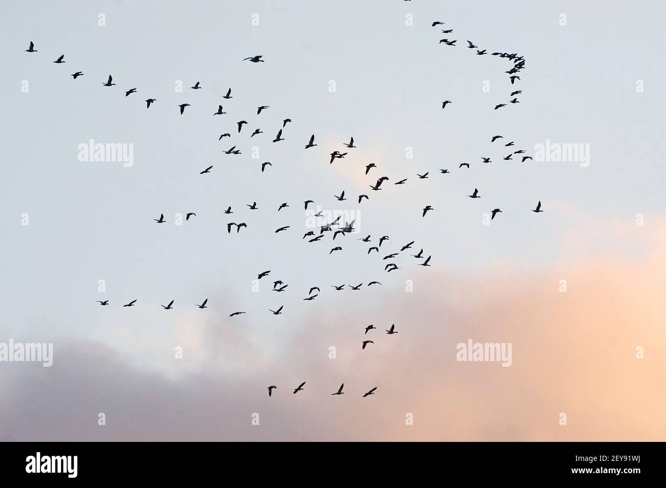 Schneegänse Flock Flug skein Muster Stockfoto