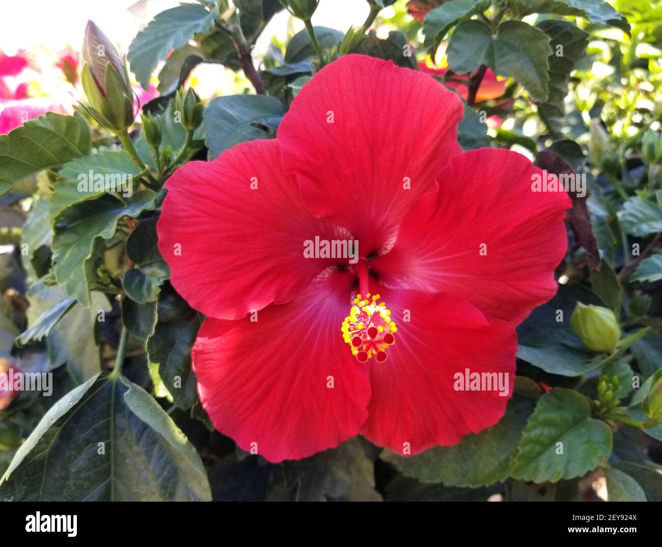 Ein leuchtend roter Hibiskus mit gelbem Staubgefäß in voller Blüte Stockfoto