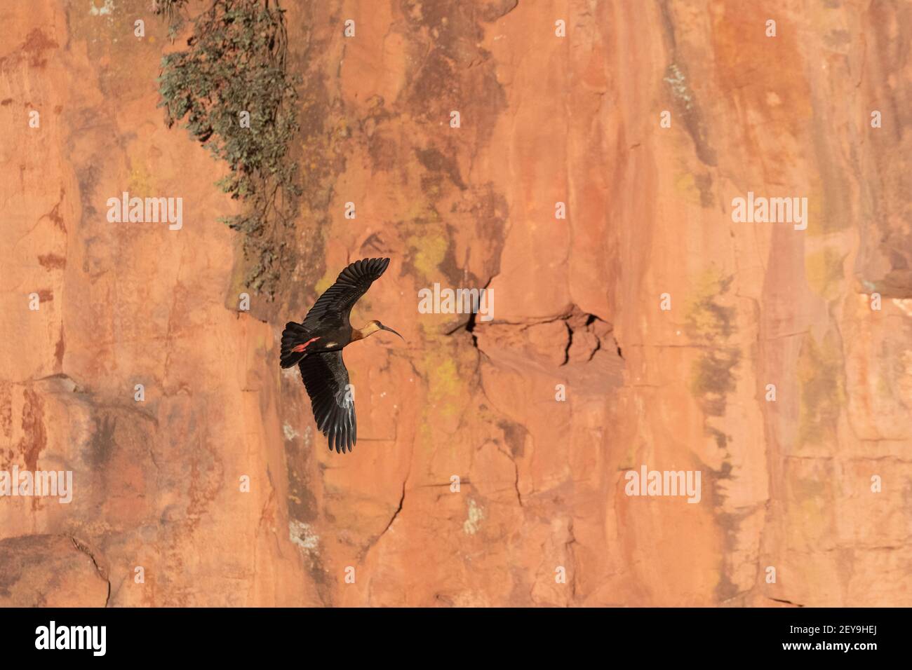 Ibis (Theristicus caudatus), Mato Grosso do Sul, Brasilien. Stockfoto