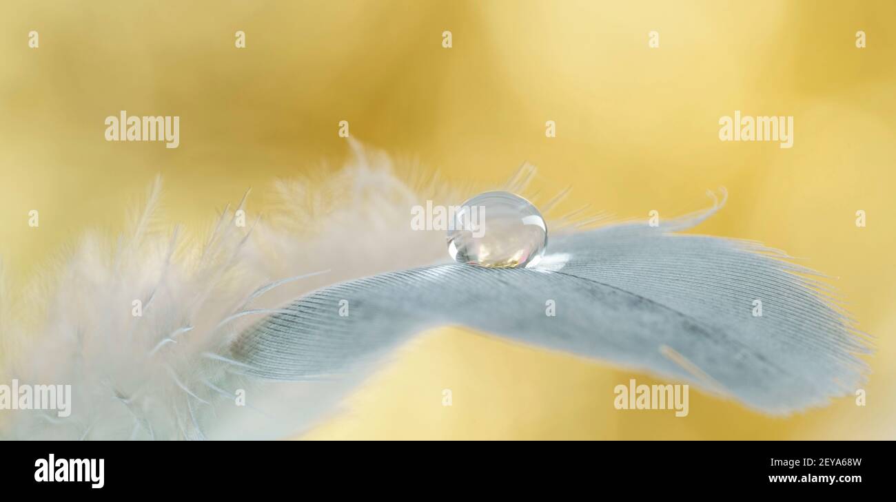 Wasser auf einer Vogelfeder Stockfoto