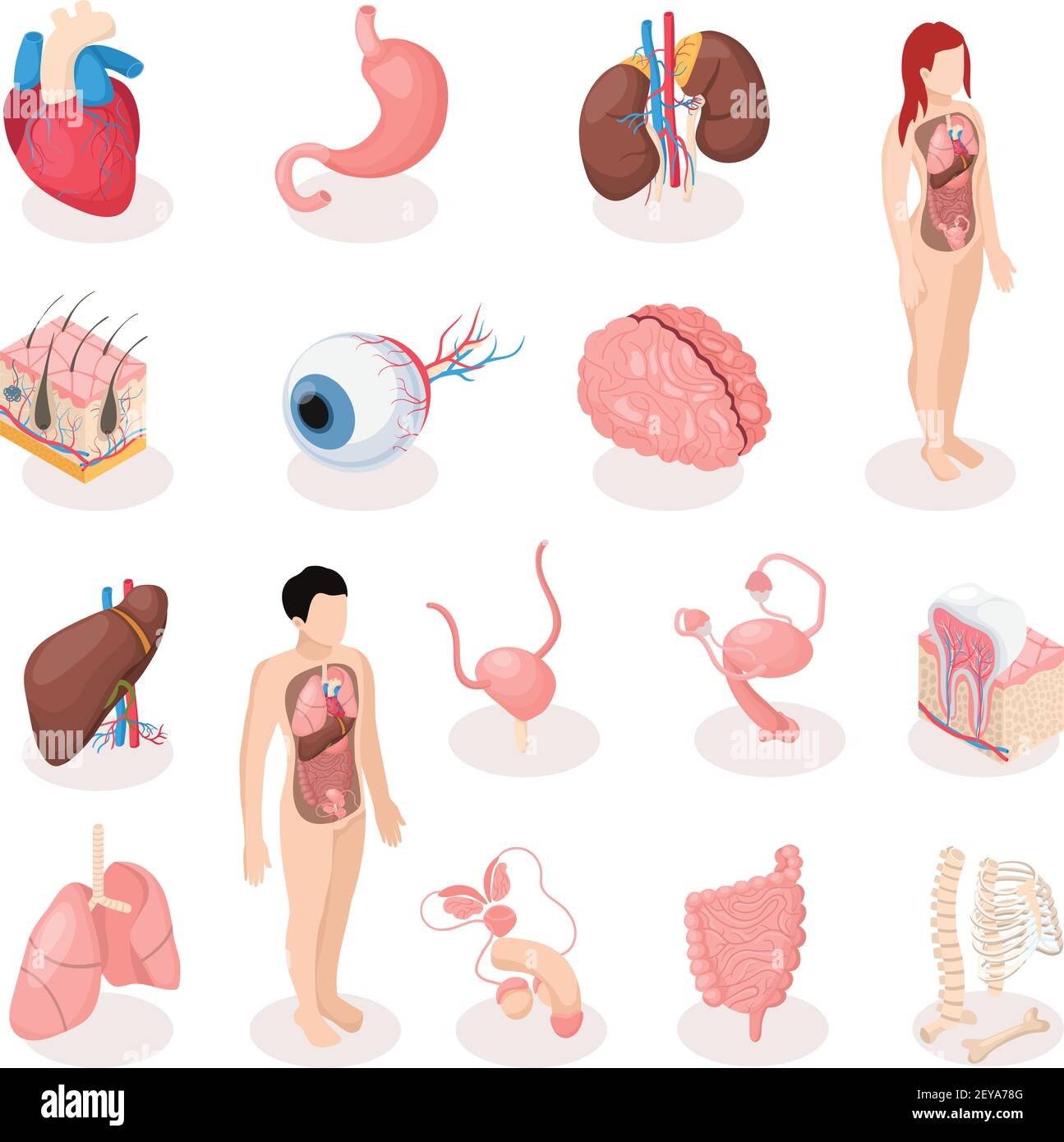 Menschliche Organe isometrische Symbole Satz von männlichen und weiblichen Fortpflanzung Systeme Skelett Lunge Gehirn Leber Gebärmutter isoliert Vektor Illustration Stock Vektor