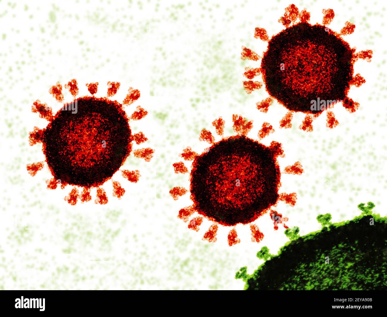 Covid-19 Viren, die sich an die Zelle anheften, Abbildung Stockfoto