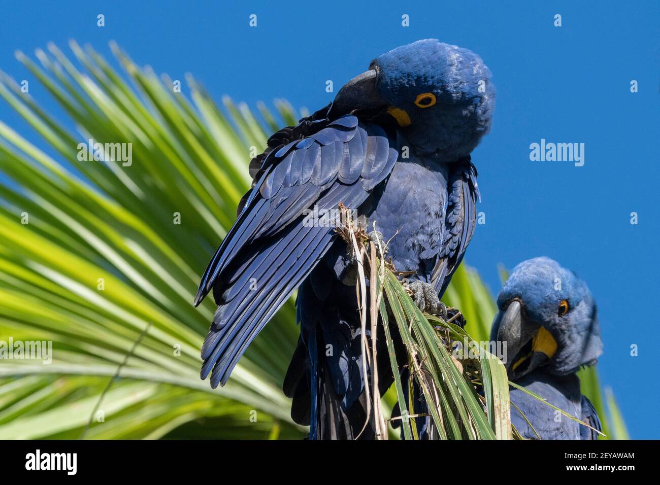 Hyazinthara (Anodorhynchus hyacinthinus), Pantanal, Mato Grosso do Sul, Brasilien. Stockfoto