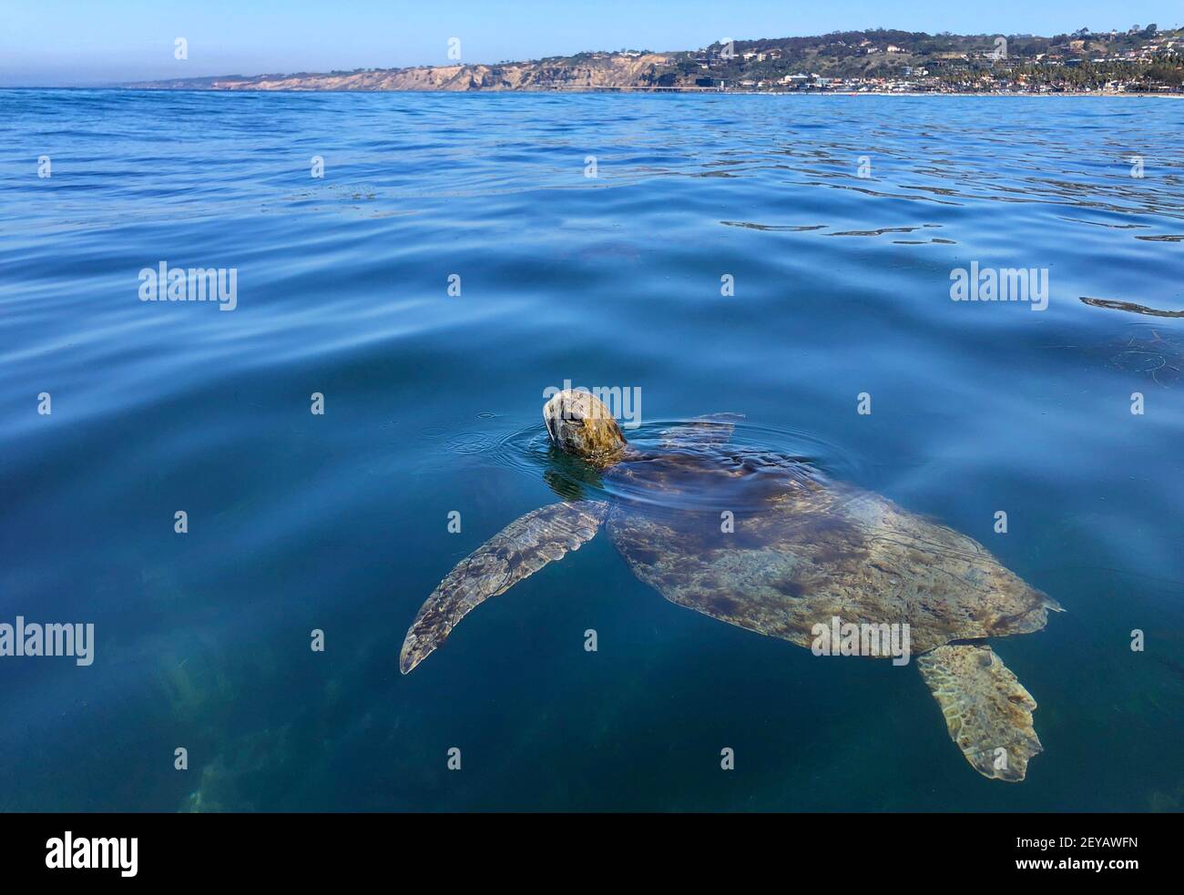 San Diego, Kalifornien, USA. März 2021, 5th. In der Bucht La Jolla, die als Teil eines Meeresschutzgebietes geschützt ist, kommt eine Meeresschildkröte in die Luft. Die Gegend ist voller Meereslebewesen und beliebt bei Schnorchlern, Schwimmern und Tauchern. Kredit: K.C. Alfred/ZUMA Wire/Alamy Live News Stockfoto