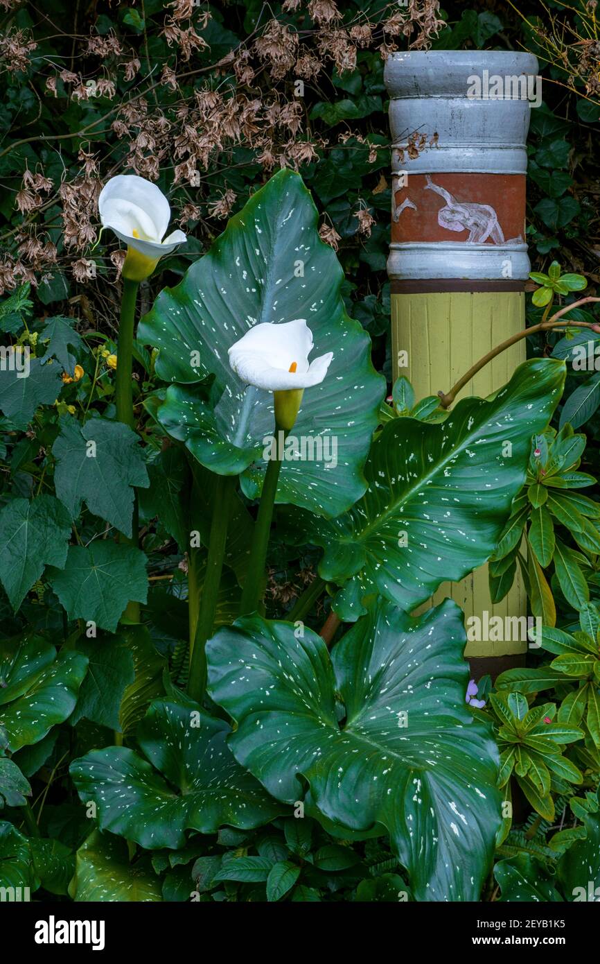 Calla Lily, Giant White, Zantedeschia Aethiopica, Cypress Garden, Mill Valley, Kalifornien Stockfoto