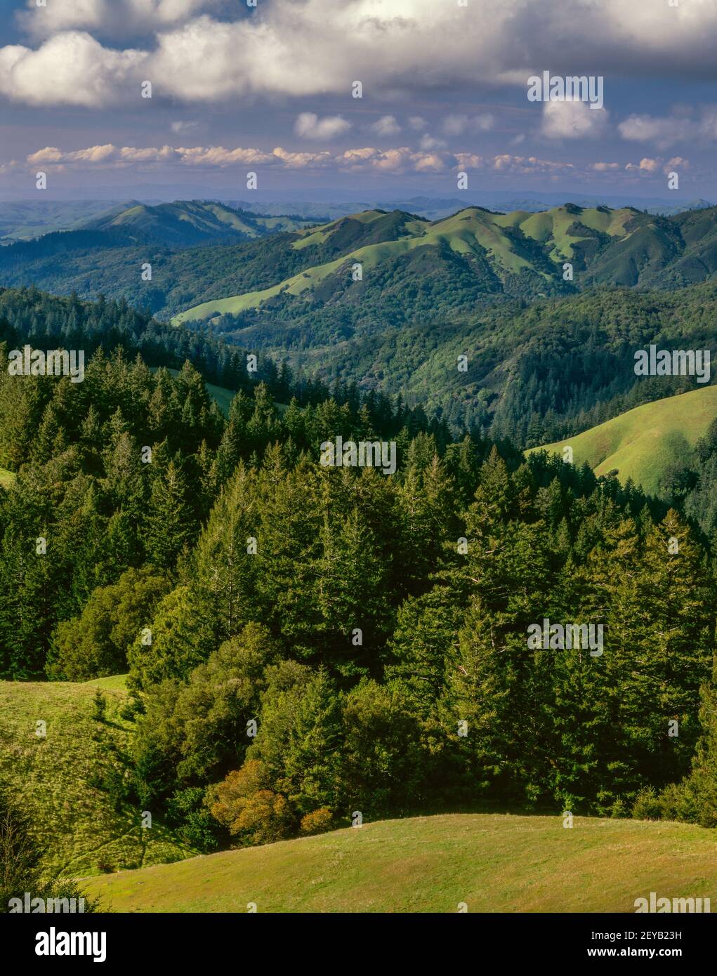 Küste Hügel, Bolinas Ridge, Mount Tamalpais State Park, Golden Gate National Recreation Area, Marin County, Kalifornien Stockfoto