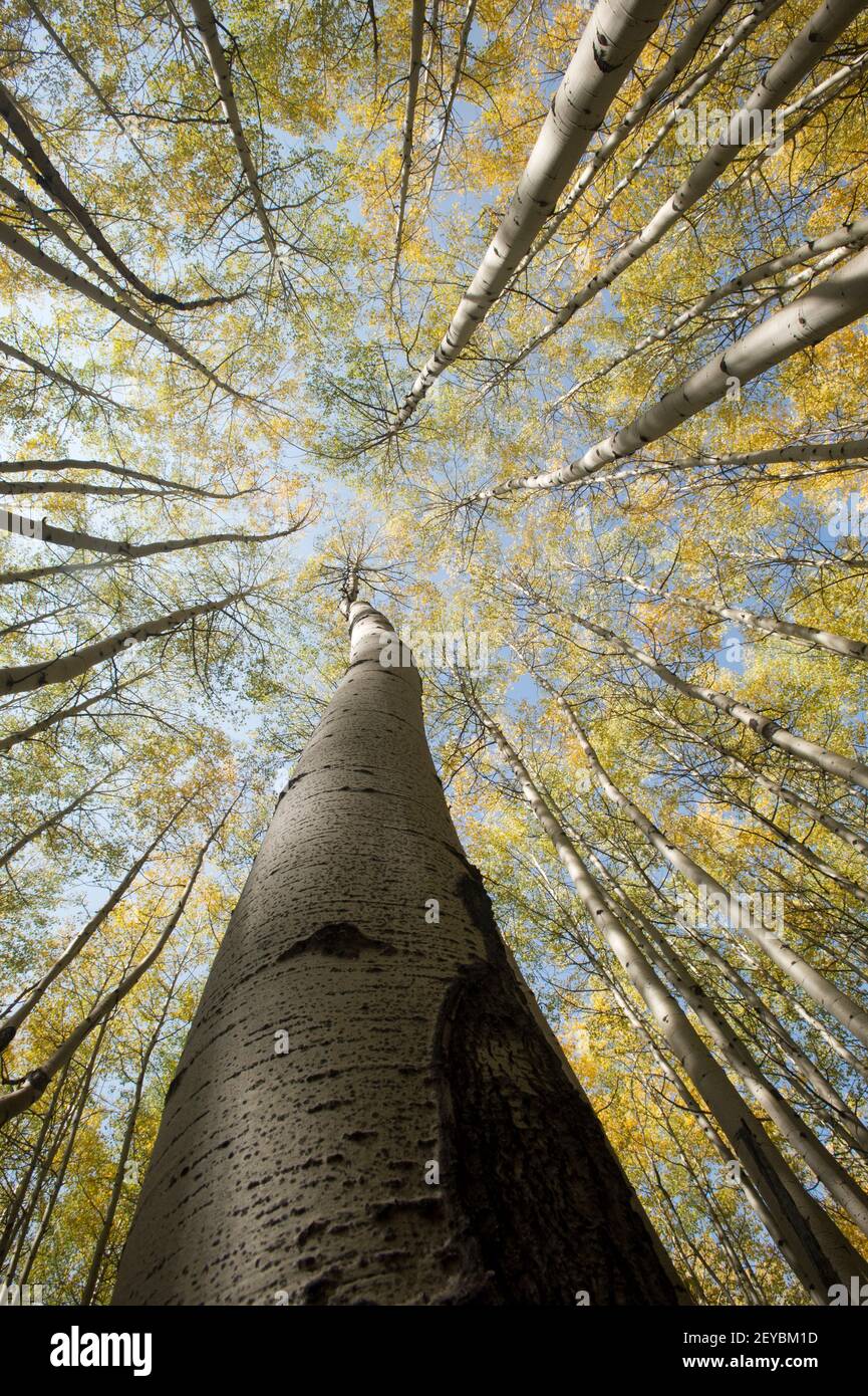 Quakende Espenhain im Herbst - Fischaugen-Ansicht - SW Colorado Stockfoto