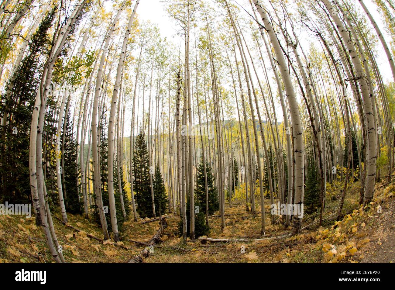 Quakender Espenhain im Herbst, Fisheye Perspective, SW Colorado Stockfoto