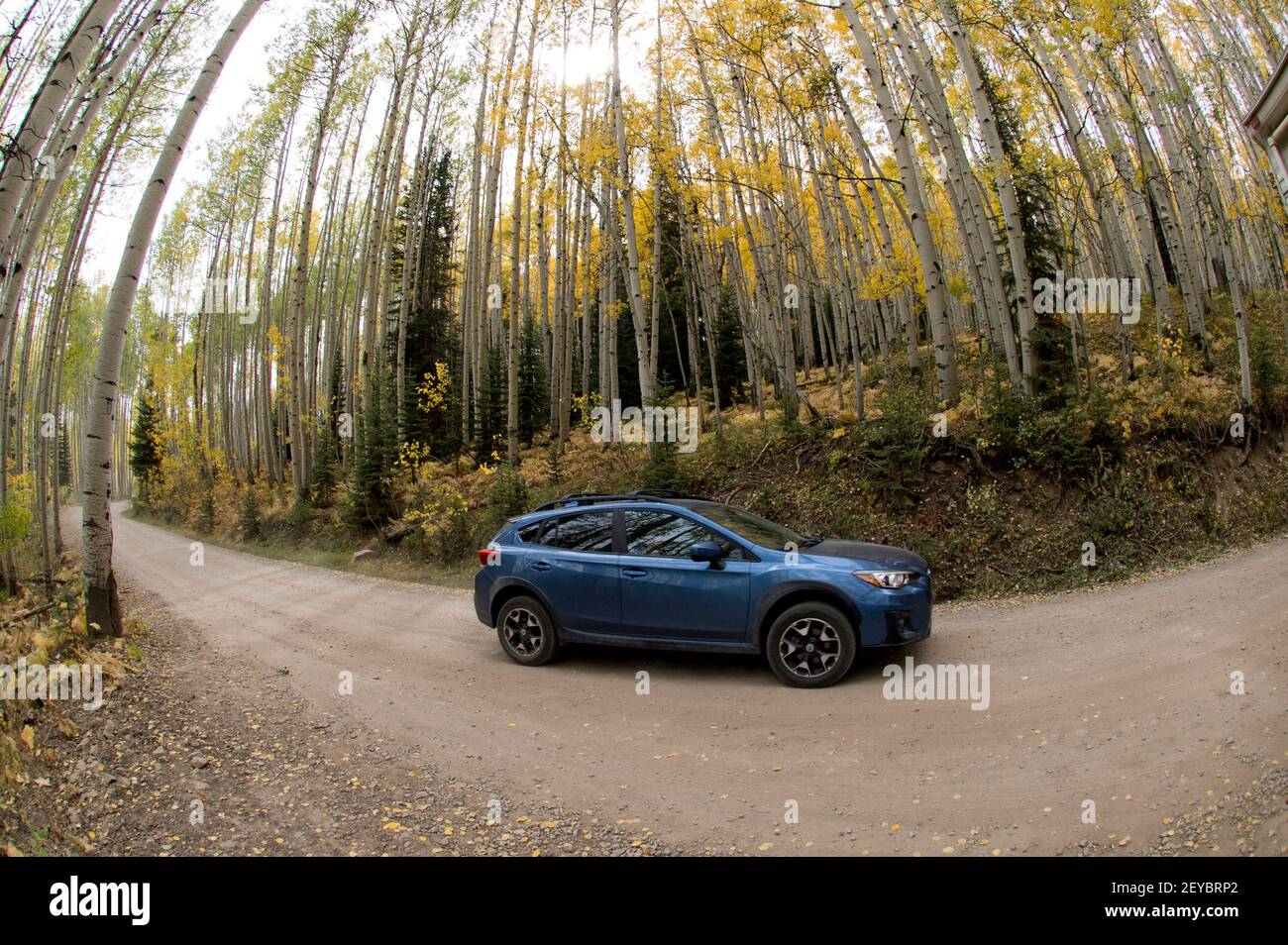 Blaues Auto, das durch Aspen Grove in SW Colorado fährt - Fisheye Perspektive. Stockfoto