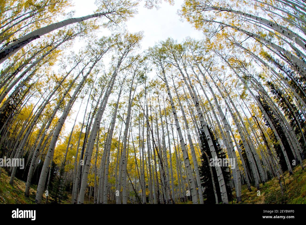 Quakender Espenhain im Herbst, Fisheye Perspective, SW Colorado Stockfoto