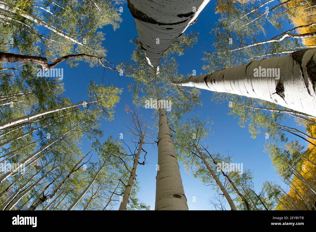 Quakender Espenhain im Herbst, Fischaugen-Ansicht, SW Colorado Stockfoto