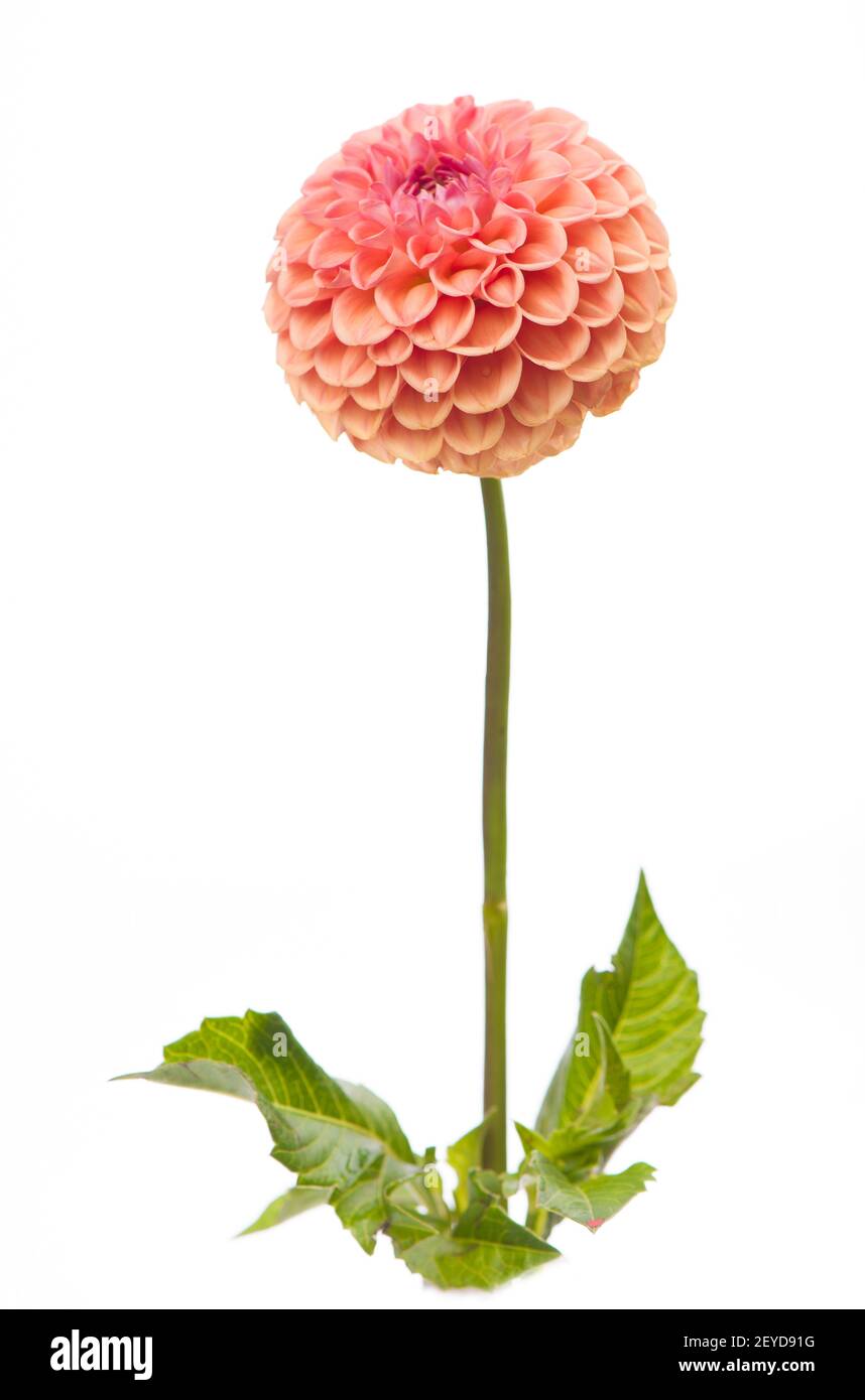 Rot, weiß, gelb Dahlia august bunten Hintergrund. Blick auf mehrfarbige Dahlia-Blumen. Schöne Dahlia Blumen auf grünem Hintergrund. Sommerblumen Stockfoto