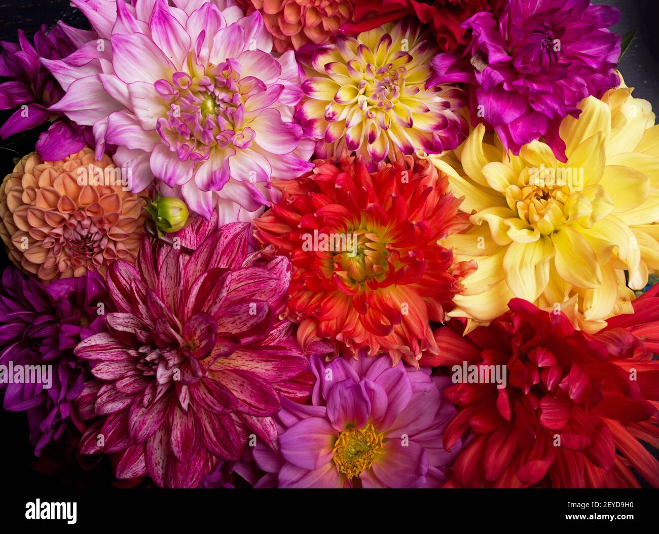 Rot, weiß, gelb Dahlia august bunten Hintergrund. Blick auf mehrfarbige Dahlia-Blumen. Schöne Dahlia Blumen auf grünem Hintergrund. Sommerblumen Stockfoto