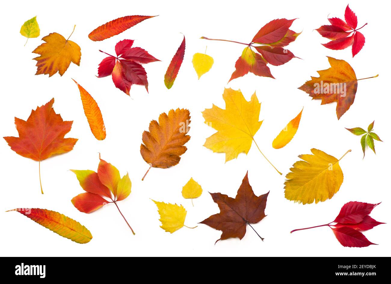 Kollektion schöne bunte Herbstblätter isoliert auf weiß Stockfoto