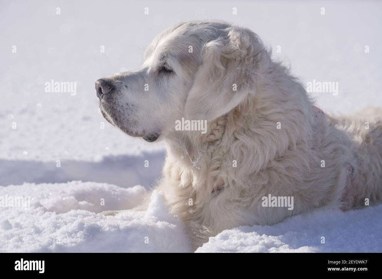 Hundewanderung im Winter Stockfoto
