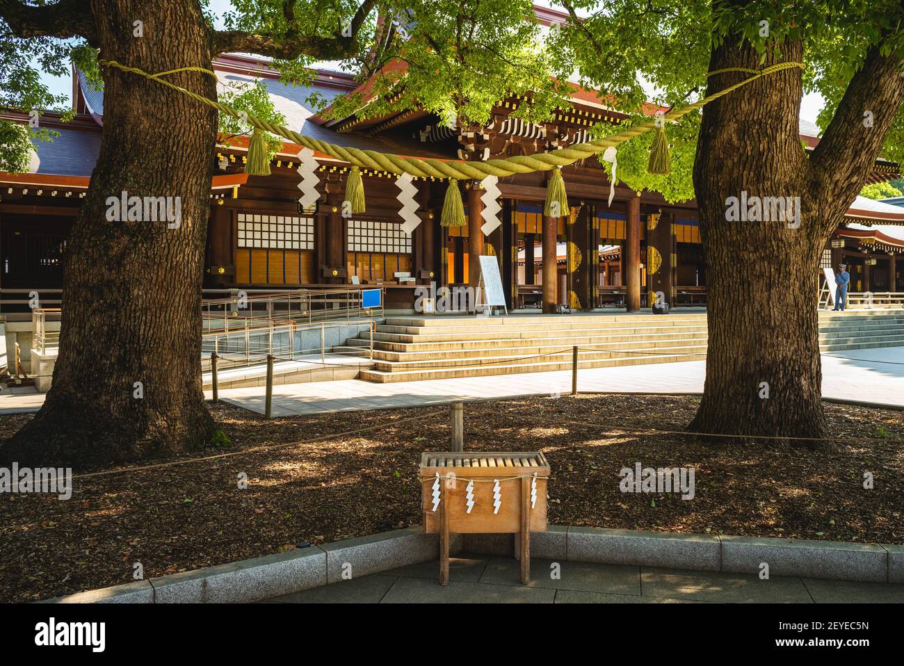 Verheiratetes Paar Kampfer Baum in meiji jingu, tokyo, japan Stockfoto