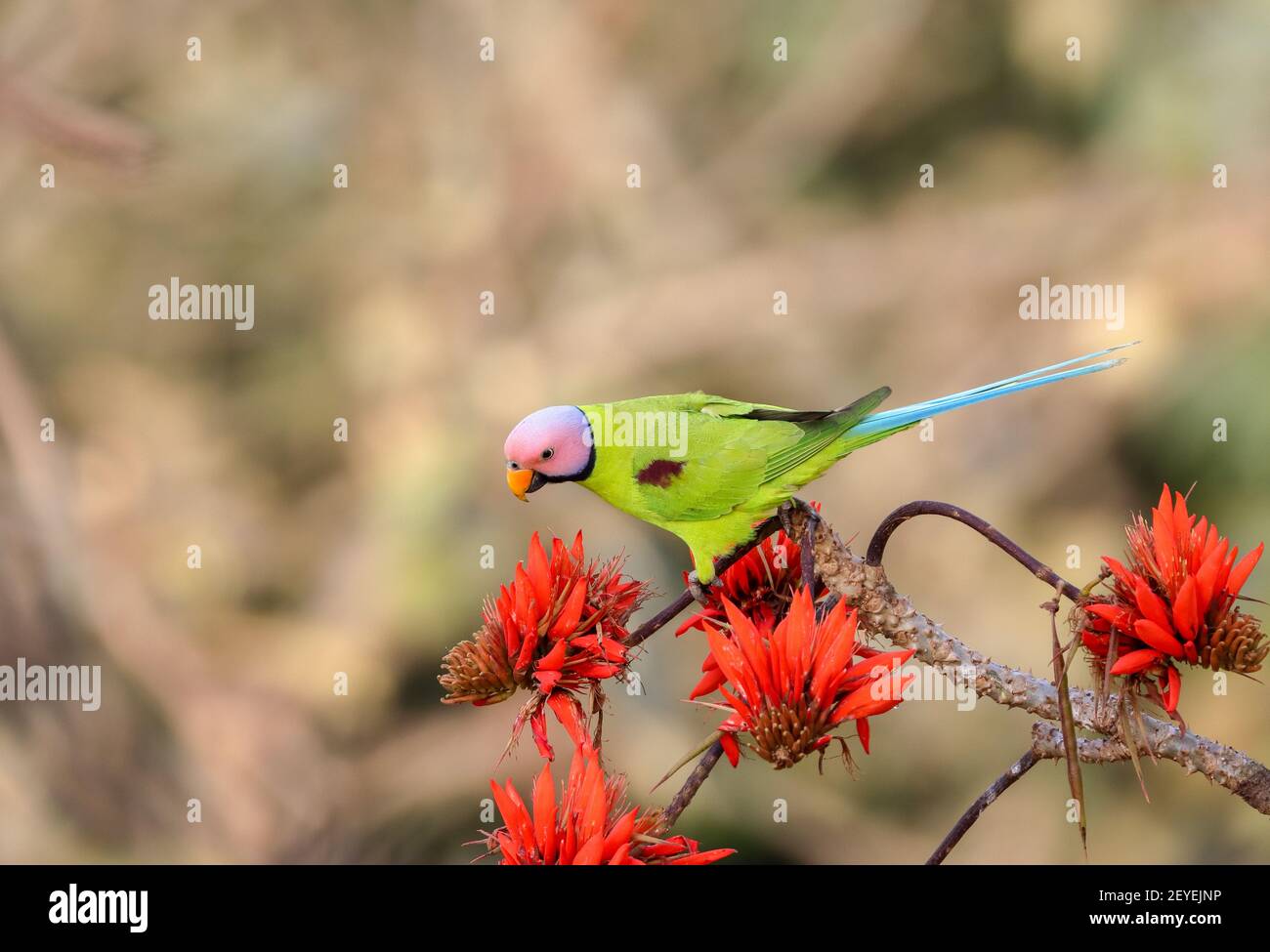 Blütenkopfiger Sittich auf einer Blume. Stockfoto