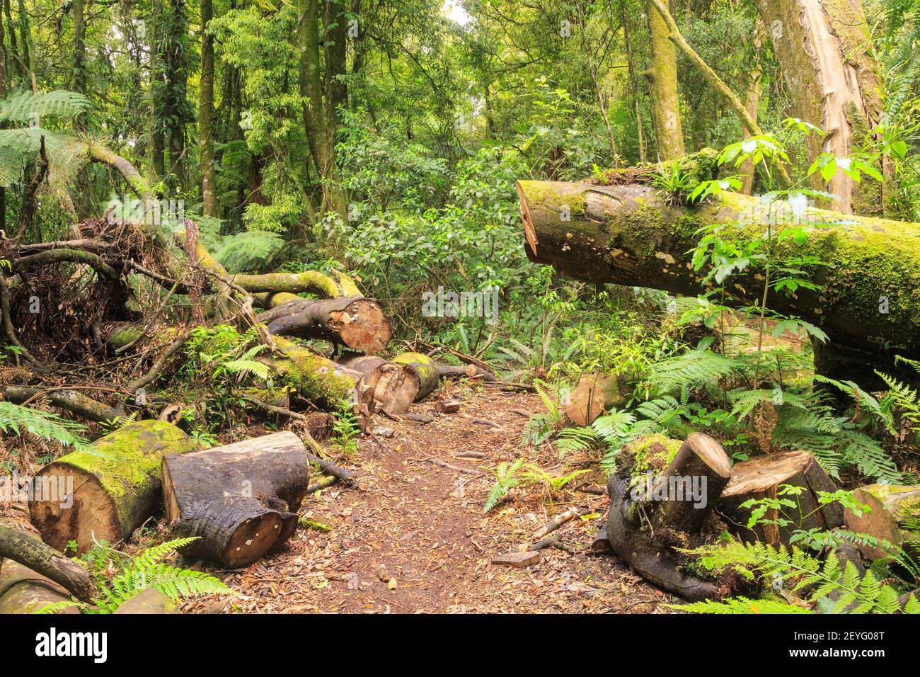 Ein Wanderweg im neuseeländischen Urwald. Ein Wartungsteam hat einen umgestürzten Baum durchgeschnitten, um den Weg frei zu machen Stockfoto