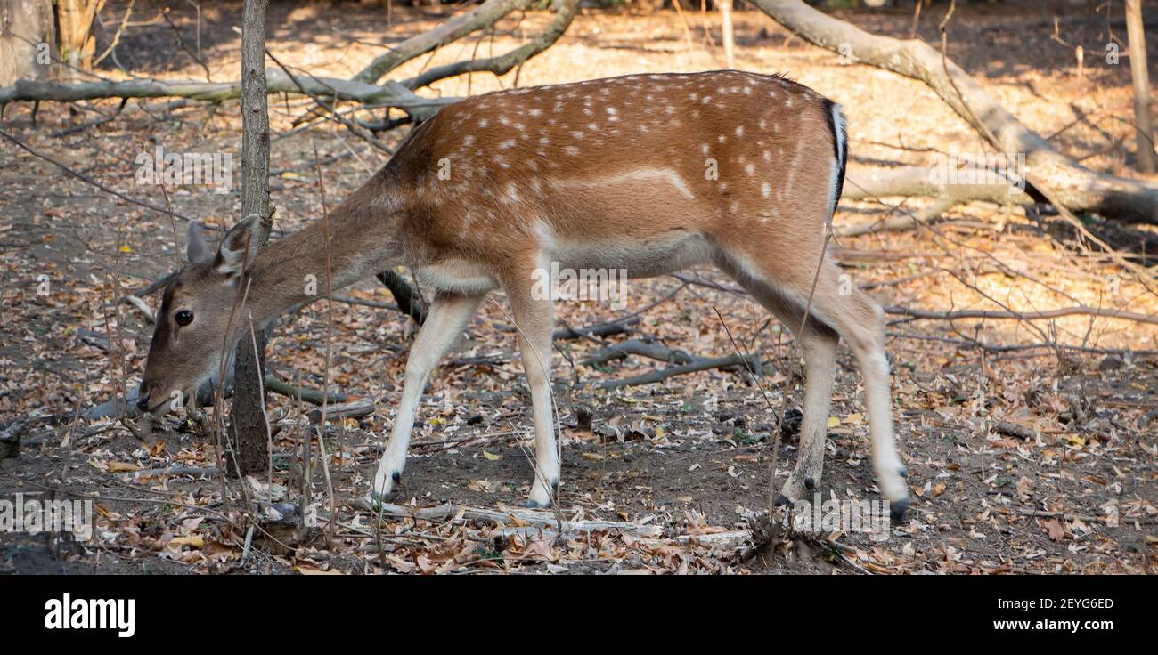 Hirsche auf der Suche nach trockenem Gras im Wald. Nahrung im frühen Frühjahr finden. Tiere in freier Wildbahn. Stockfoto