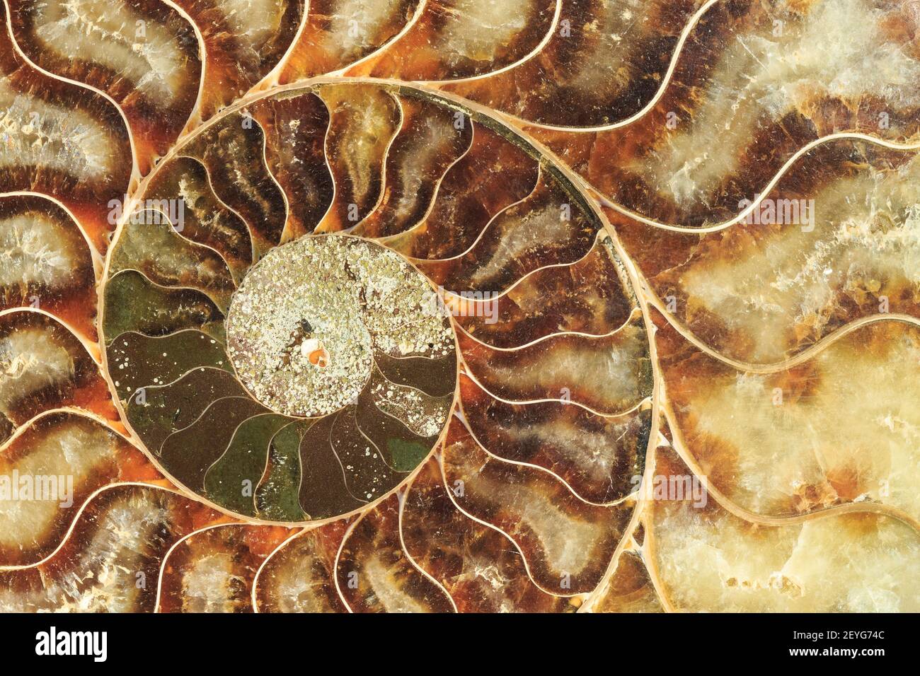 Ein Querschnitt der Spiralhülle eines Ammoniten, eines ausgestorbenen Meerestiatures Stockfoto