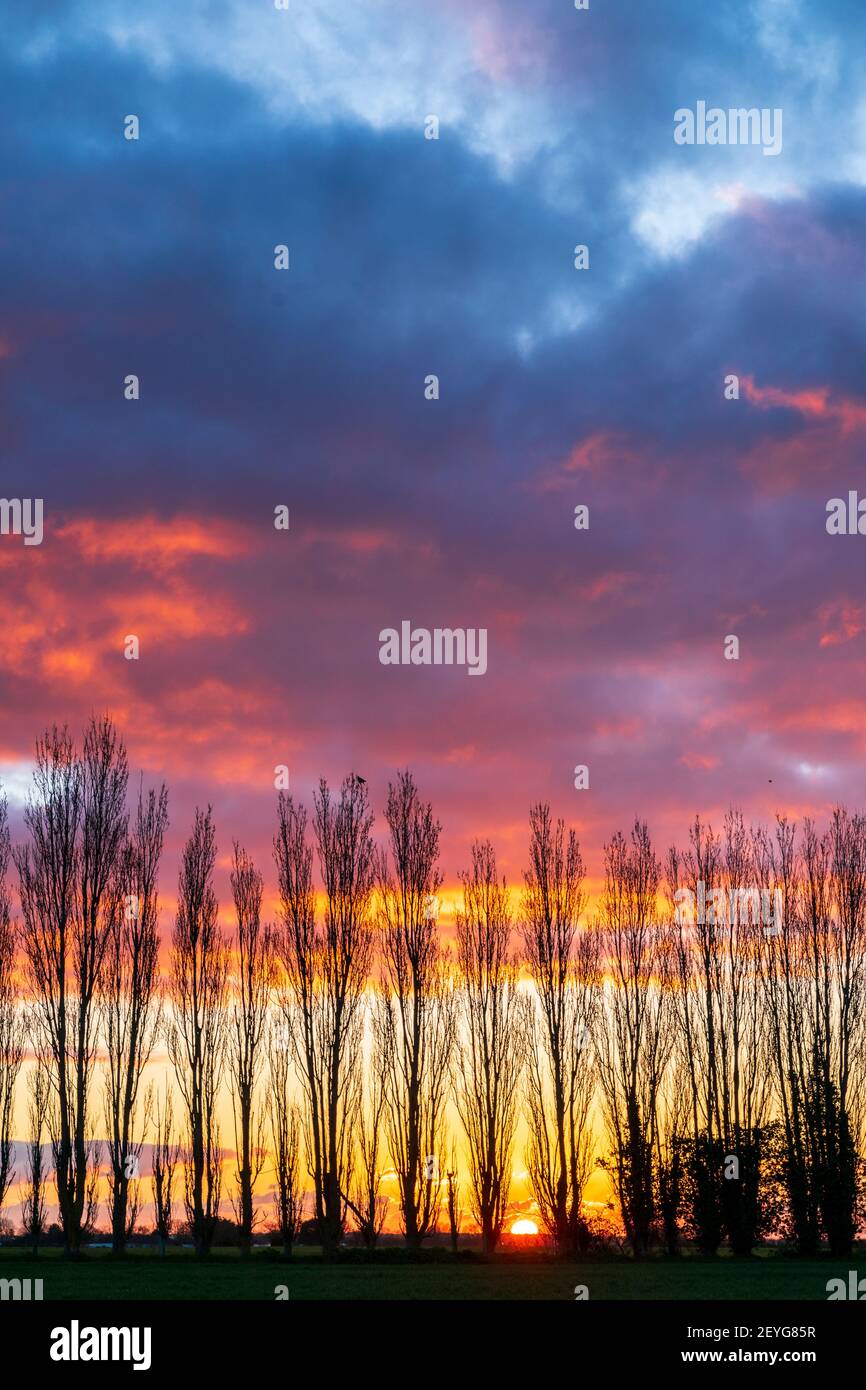 Sonnenaufgang gesehen durch eine Reihe von Bäumen, alle blattlos, Winterzeit. Sonne erscheint am Horizont mit bunten gelben Himmel mit Bändern von roten mauve Wolken oben. Stockfoto