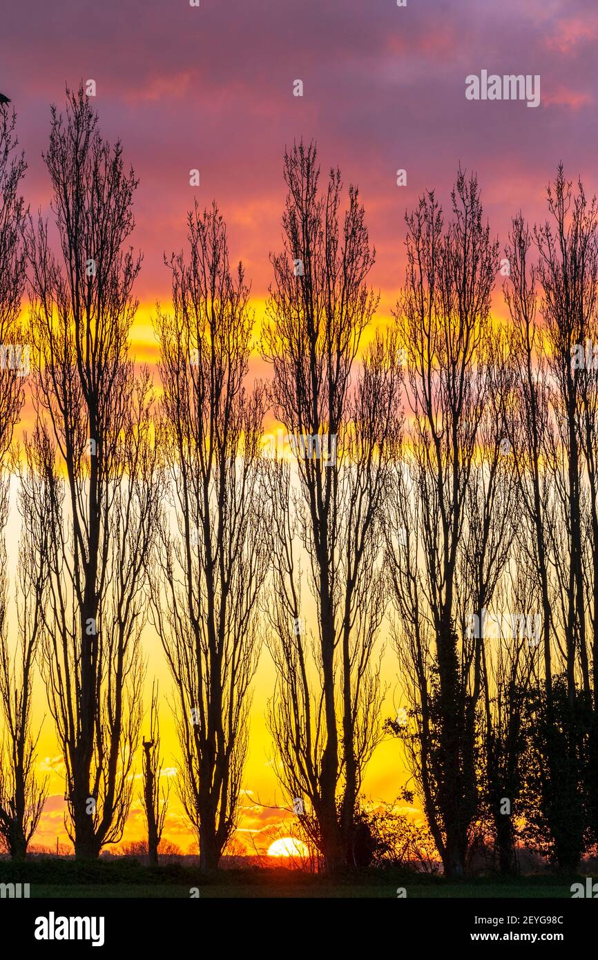 Sonnenaufgang gesehen durch eine Reihe von Bäumen, alle blattlos, Winterzeit. Sonne erscheint am Horizont mit bunten gelben Himmel mit Bändern von roten mauve Wolken oben. Stockfoto