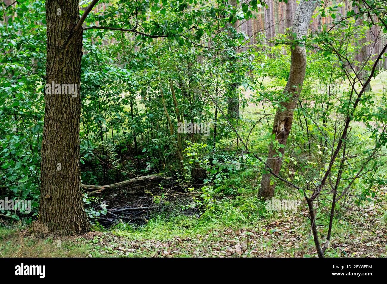 Pinienwald in Palenga nicht weit vom Meer entfernt. Stockfoto