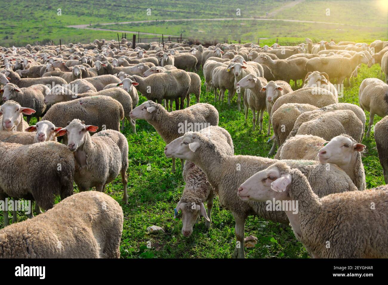 Herde von weißen Schafen grasen in einer grünen Landschaft. Stockfoto