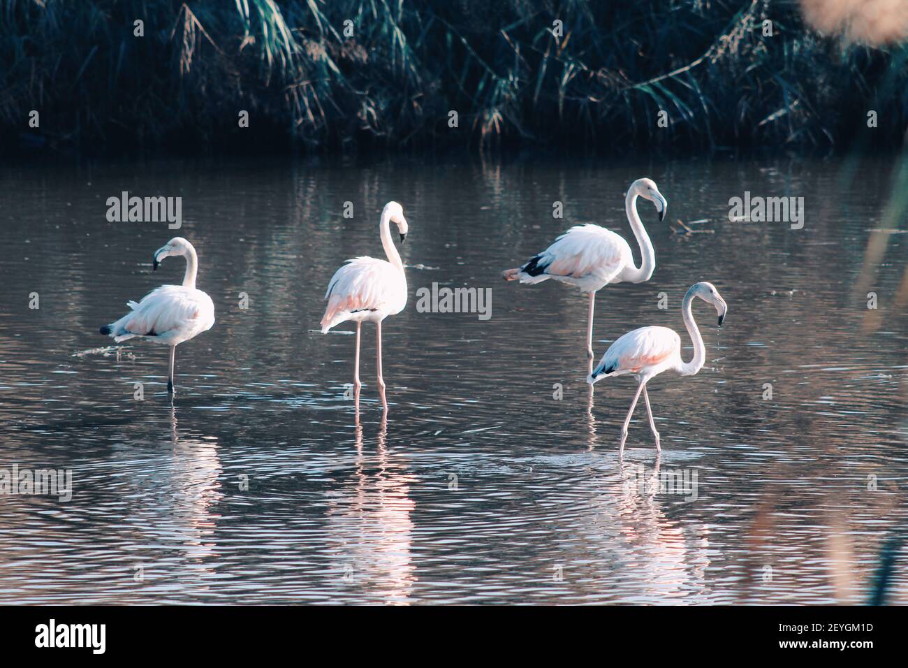 Flamingos hängen im See Stockfoto