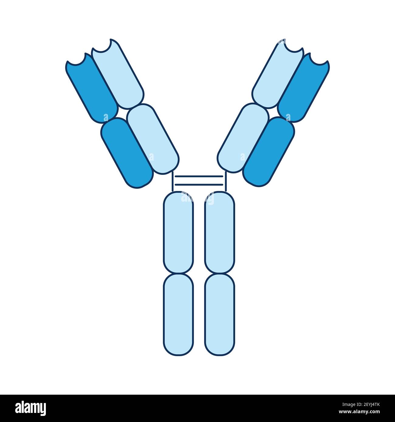 Antikörper Immunsystem Influenza-Viren, Bakterien, Coronavirus, COVID-19 und Fremdstoffe im Blut. Vektorgrafik im Stil eines f Stock Vektor