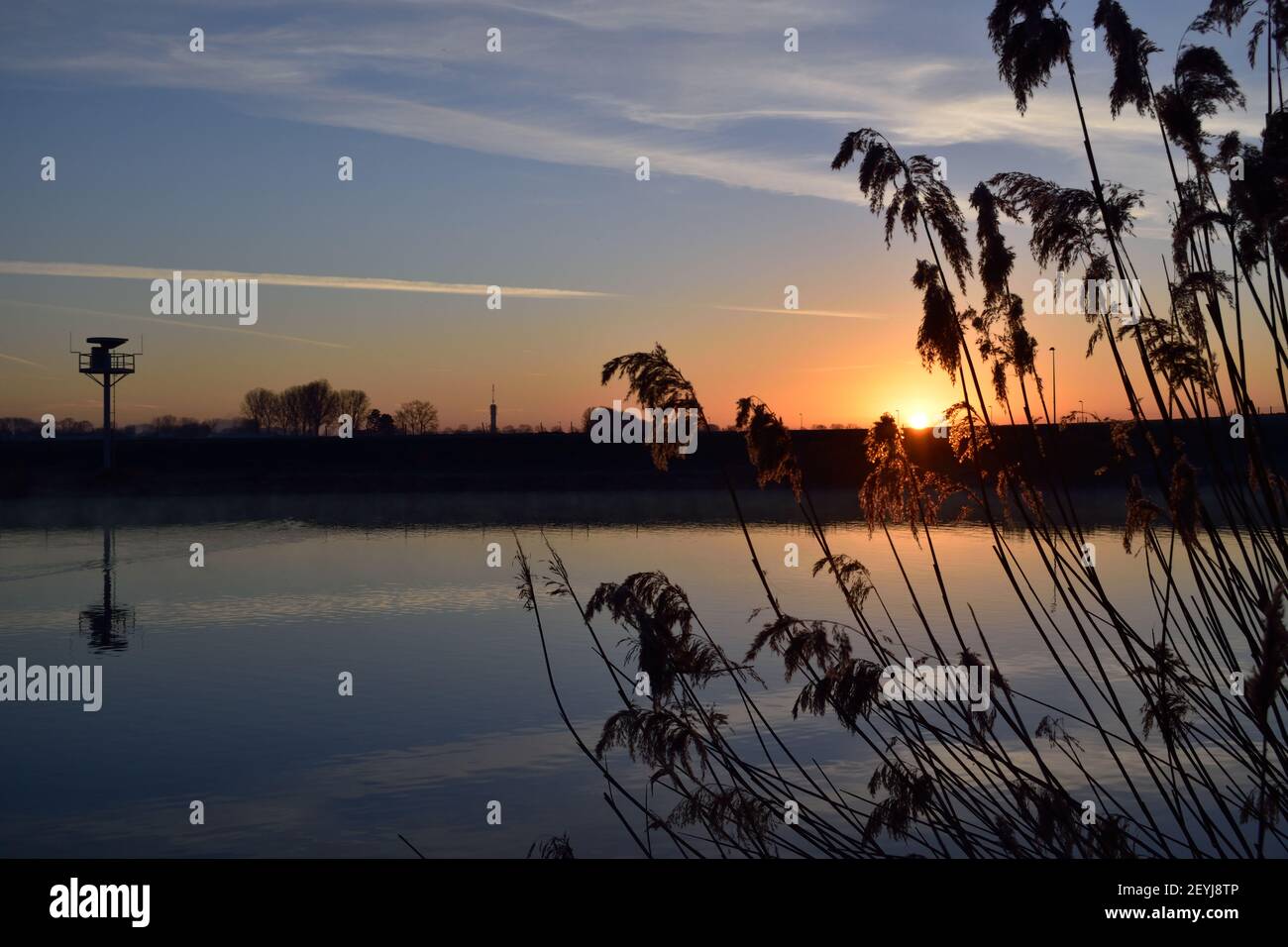 Schilf am Fluss, der durch die aufgehende Morgensonne in der Nähe von Oss, Niederlande, silhouted wird Stockfoto