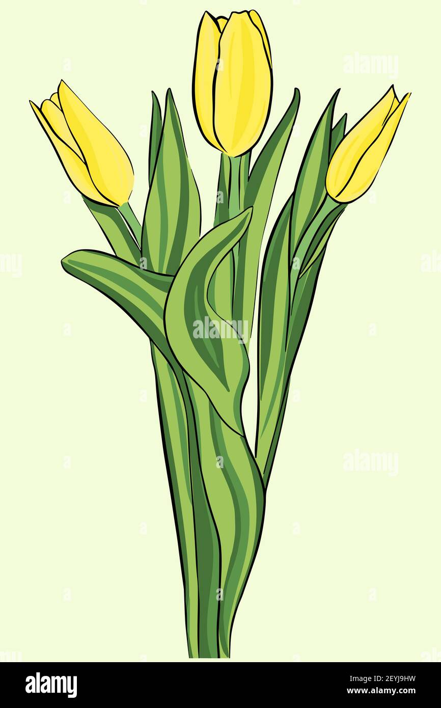 Gelbe Tulpen. Bouquet. Vektor. Gartenblumen. Das Symbol des Frühlings, ein Geschenk an die Frau. Drei helle, sonnige Tulpen. Stock Vektor