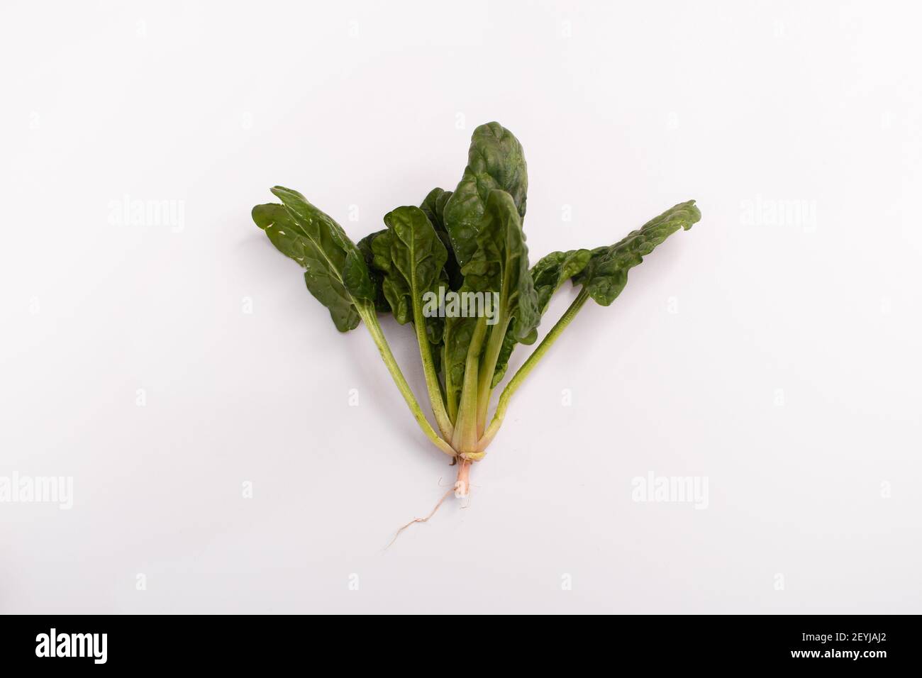 Frischer grüner Spinat isoliert auf weißem Hintergrund. Stockfoto