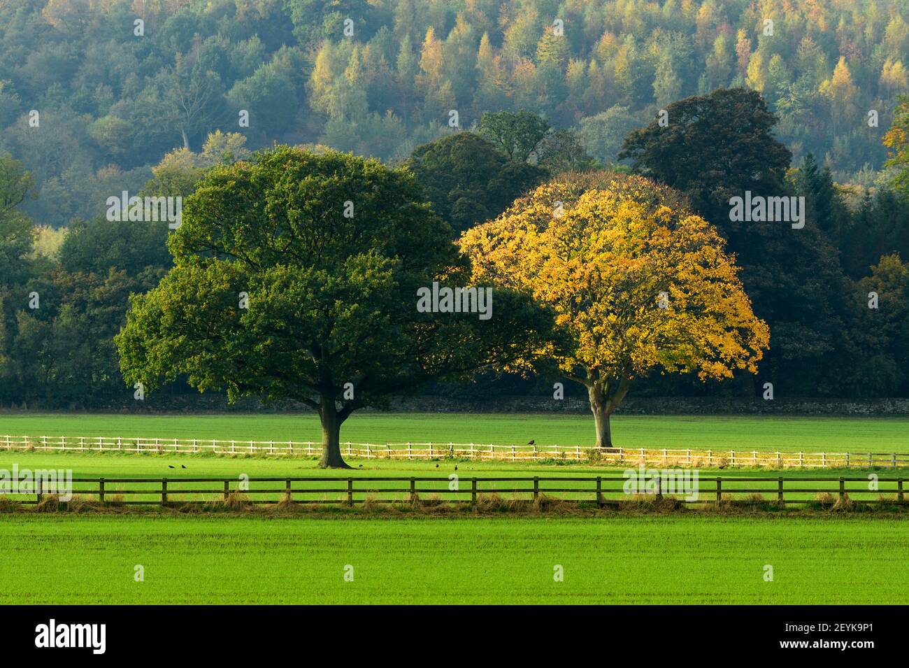 Landschaftlich reizvolle ländliche Herbstlandschaft (kontrastierende Bäume im Feld - grüner Baum & 1 mit bunten Herbstblättern - anders) - North Yorkshire, England Stockfoto