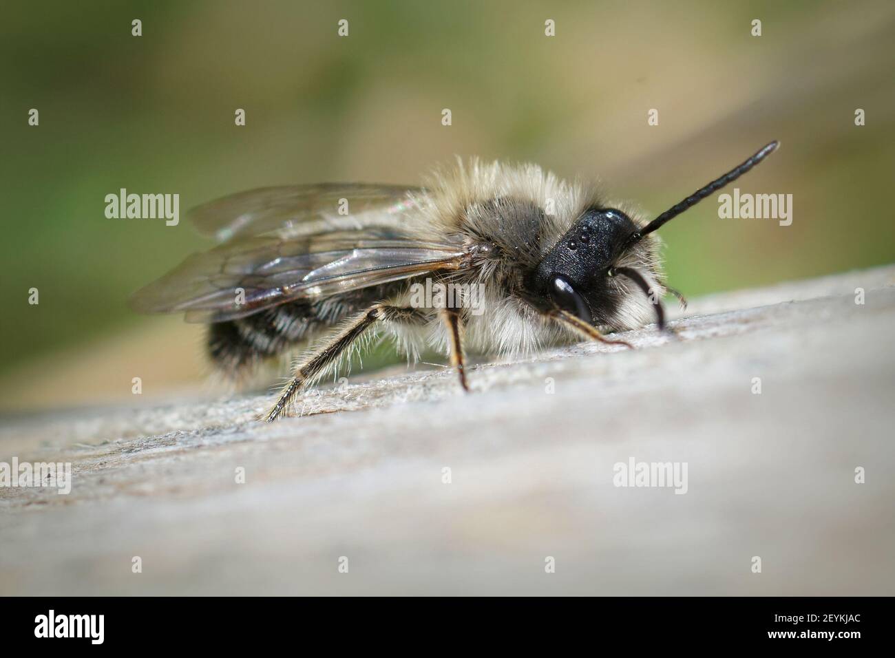 Eine Nahaufnahme von Clarks Bergbiene auf unscharfem Hintergrund Stockfoto