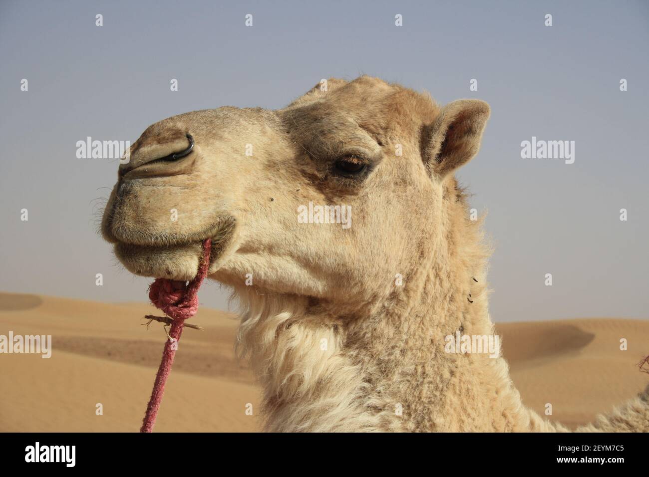 Kamel in der Wüste Stockfoto