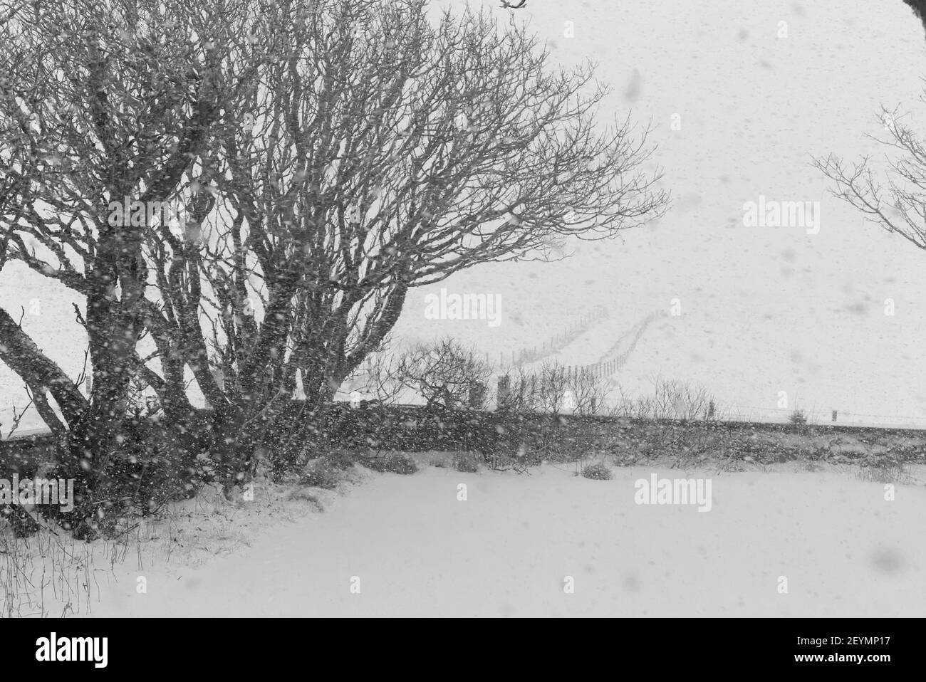 Verschneiten Garten in schwarz und weiß Stockfoto