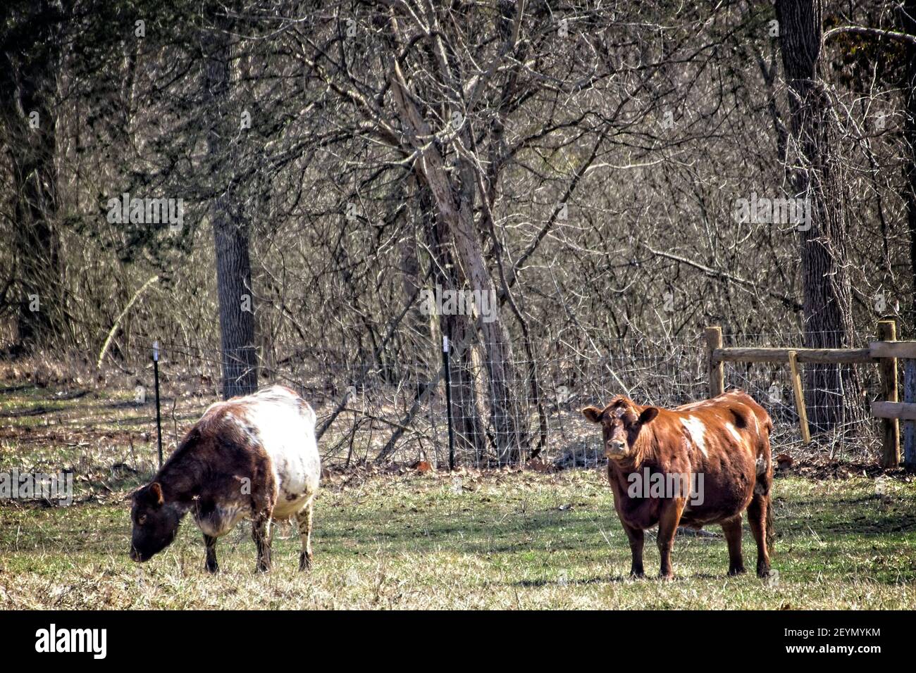Viehzucht auf dem Feld Stockfoto